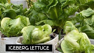 How To GROW ICEBERG Lettuce from seeds to Harvest with Full Updated | Garden Ideas