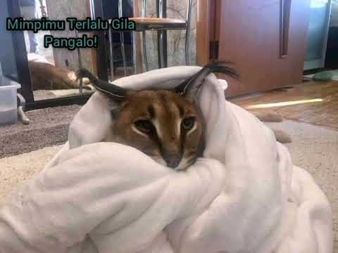 Pangalo! Mimpimu Terlalu Gila lirik