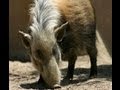 African Pig Hunting Double Bill