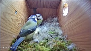 Download Lagu 19th April 2021 - Blue tit nest box live camera highlights Thumbnail