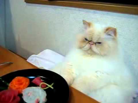 abdelilah turrialba costa rica : lo mas bellos de los gatos