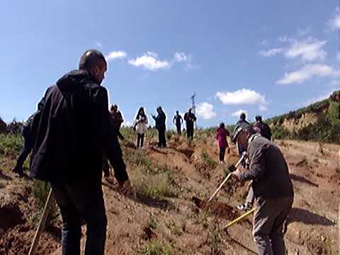 Perpa Persiad Ormanı