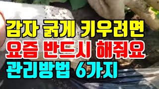 감자 굵어지는는 시기 지금  해야할 6가지. 지금 꼭 해주세요,북주기,물주기,병충해방지,진딧물,감자웃거름,주…