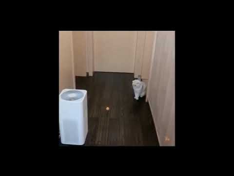 Cats are frightened of toys 🙀🧸🔫|best video ever🤩🤩🤣🤣🤣🤣 | cuteandfunnypets78 | petslover