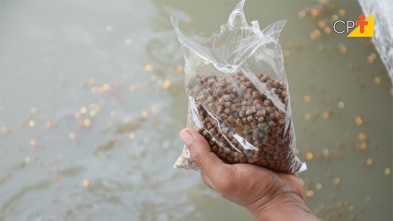 Manejo Alimentar na Piscicultura - Curso Nutrição e Alimentação de Peixes CPT