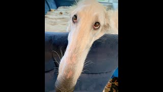 Cover art for let me do it for youuuuuuu