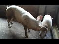 Amazing Big Boar Vs Old SOW Pig Mating New Dusama Farms 78