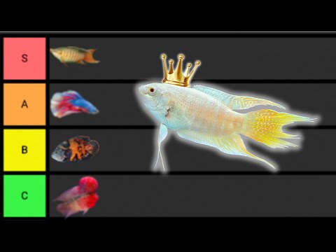 Ranking The BEST Solo Fish