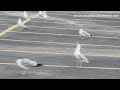What Are The Birds That Hang Around Parking Lot