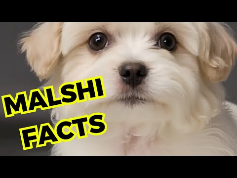 Malshi Dog - Top 10 Interesting Facts [Maltese x shih Tzu]