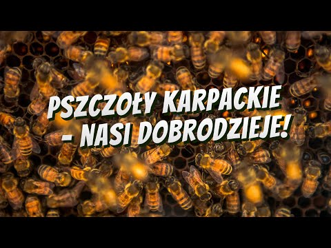 , title : 'Pszczoły Karpackie - nasi dobrodzieje!'