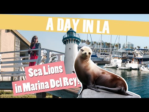 How to spend a day in Marina Del Rey & The Venice Canals
