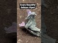 The Gaboon Viper is found in the rainforests and savannas of sub-Saharan Africa.