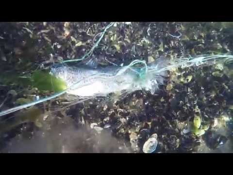 GoneFishing for sea trout and found an illegal net!