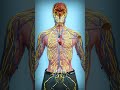 How A Tranquilizer Works 💉