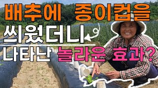 배추심기 가장쉽게살리는법 종이컵농법 사용설명서 - planting radish cabbage