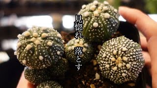 【緊急】サボテン兜を倒してしまい植えつけます動画209