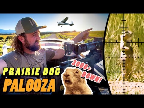 Prairie Dogs Have OVERRUN this Airport - We have the Solution!