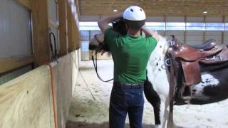 Prince quietly waiting for the novice to figure out how to bridle