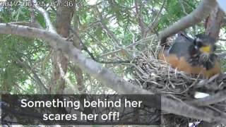 Robin's Nest - Baby birds with not so happy ending