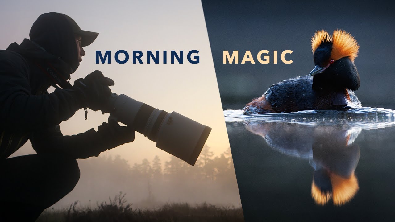 Morning Magic | Photographing Rare Horned Grebes - YouTube