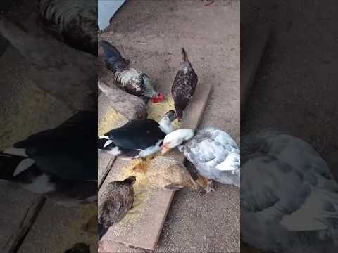 Patos 🦆🦆 Rancho Calcanhar de Boi #calcanhardeboi#patos#patinhos#vidanaroça#ShortViral