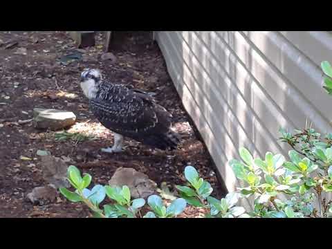 OSPREY BIRD recovering in my yard...and what I learned/Animal Rescue Star Foundation