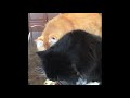 Tuxedo Tux And His Chocolate Bunny