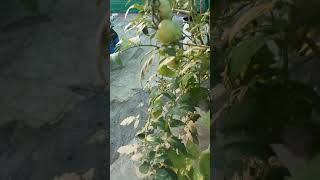 preview picture of video 'Growing Italian Tree Tomatoes in Terrace Garden '