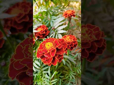 Ayatul Kursi K Teen Fazilat #flowers #gardening #islam #islamicvideo #egzonibrahimi #flowergardening