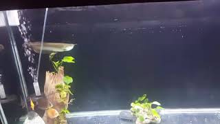 preview picture of video 'Arowana Fish | discuss community Tank'