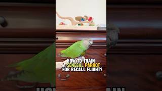 How to Train a Senegal Parrot for Recall Flight