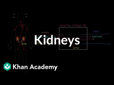 腎臓に会おう！ (Meet the kidneys!)