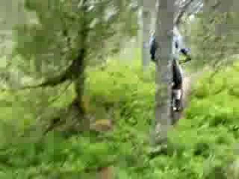 Downhill biking from Tonningsetra (Stryn)