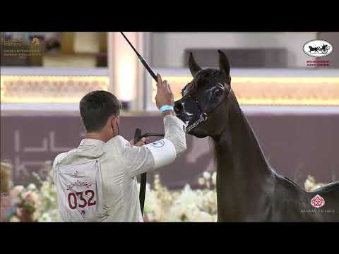 N 32 ASIA AL JASSIM   Katara International Arabian Horse Festival   Fillies 2 Years Old Class 2A