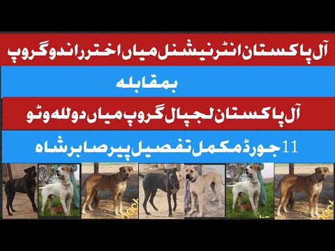 All Pakistan international Aktar randu group bully dog breed #breed #bully #dogs