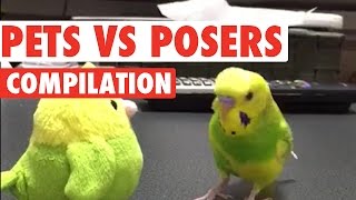 animale animale vs animale din plus