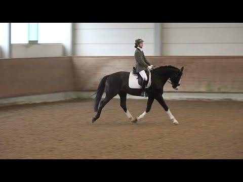 Emillio Sanchez  - Grand Cru, Hannoveraner Wallach * 2018