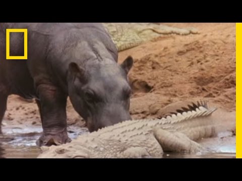 Hippo Licks Croc | National Geographic