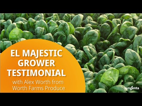Spinach Grower Testimonial: El Majestic