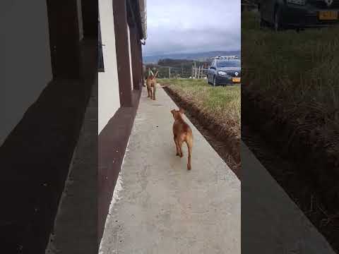 En busca de lo perdido desde el municipio de toca boyacá Colombia vereda centro abajo