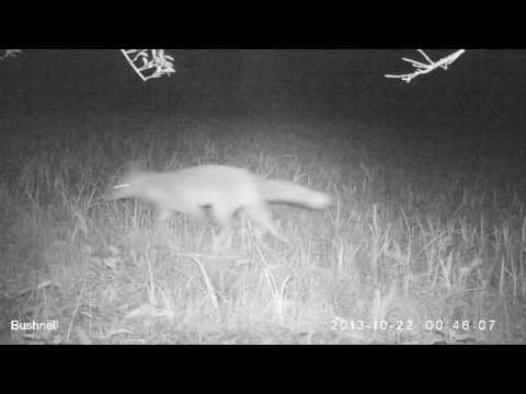 Fox on the patch 21/10/2013