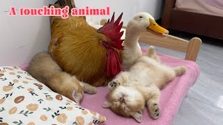 Belly laugh 😆! Kitten's reaction is hilarious and adorable when rooster and duck act as babysitters