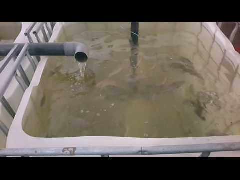 Small scale RAS at 77 exhibition grounds Dar es salaam