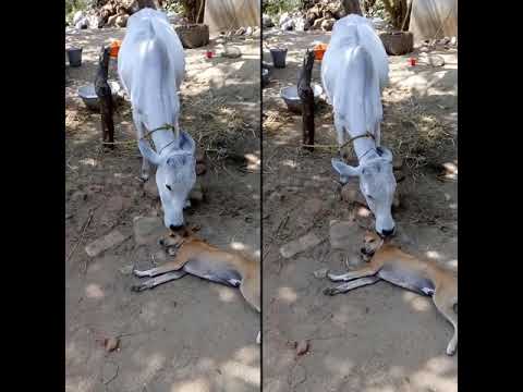 The love story of cow and Dog.