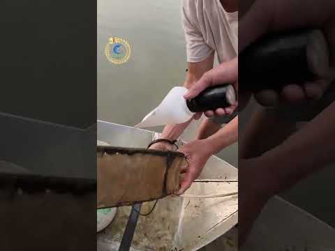Kiểm tra Tôm giống Tuấn Vân phát triển ổn định khu vực miền Bắc