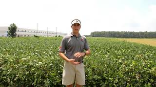 Scouting for Redbanded Stink Bugs in Soybeans