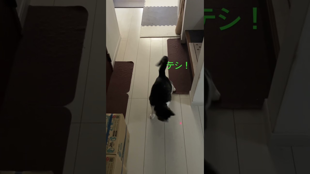 たかんぼ レーザーポインター