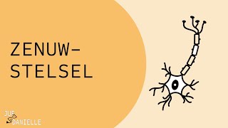 Zenuwstelsel: anatomische en functionele indeling
