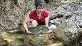 How to catch fish in the wild | sucking water and catching fish by hand | Catch Giant Fish
